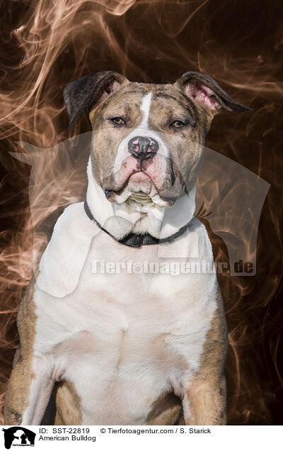 American Bulldog / American Bulldog / SST-22819