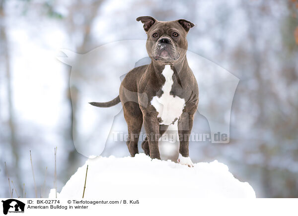 American Bulldog im Winter / American Bulldog in winter / BK-02774
