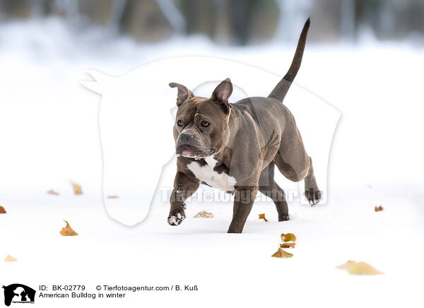 American Bulldog im Winter / American Bulldog in winter / BK-02779