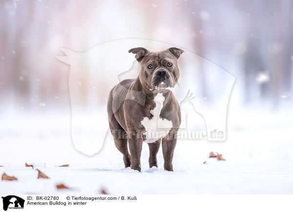 American Bulldog in winter / BK-02780