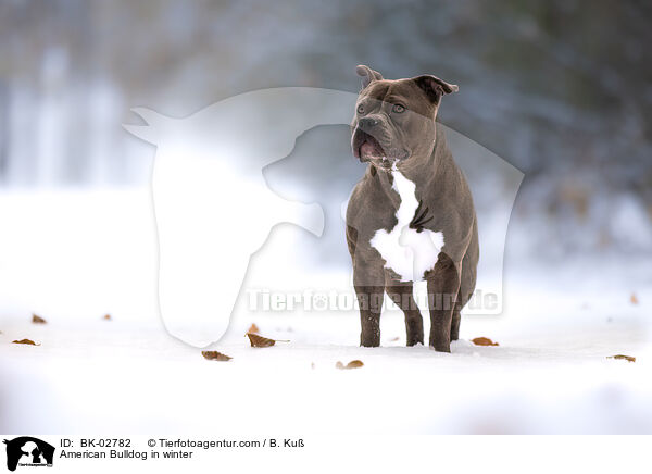 American Bulldog im Winter / American Bulldog in winter / BK-02782