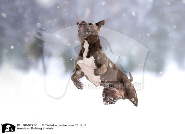American Bulldog im Winter / American Bulldog in winter / BK-02786