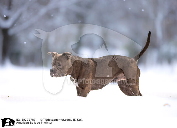American Bulldog im Winter / American Bulldog in winter / BK-02787