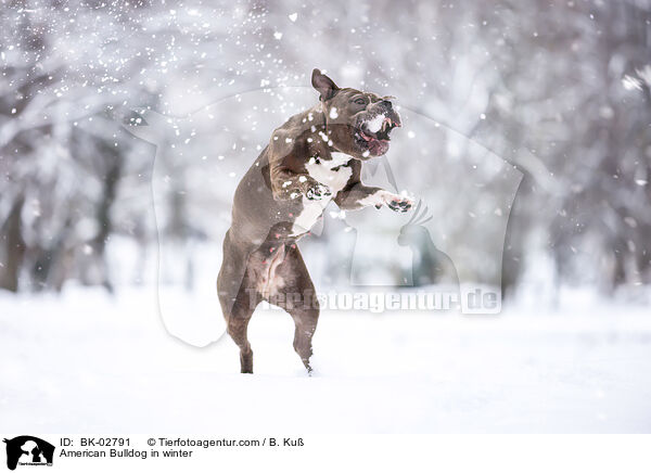 American Bulldog in winter / BK-02791