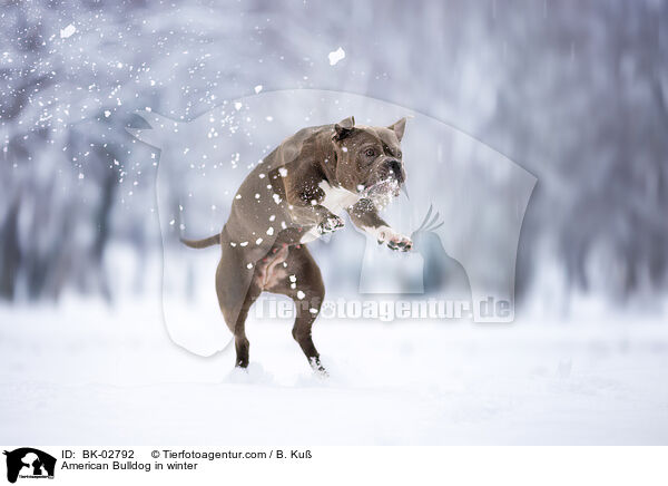 American Bulldog im Winter / American Bulldog in winter / BK-02792