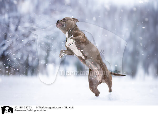 American Bulldog im Winter / American Bulldog in winter / BK-02793