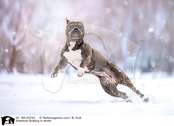American Bulldog im Winter / American Bulldog in winter / BK-02794