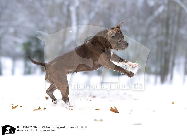 American Bulldog in winter / BK-02797