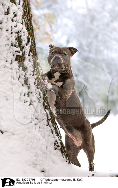 American Bulldog in winter / BK-02798