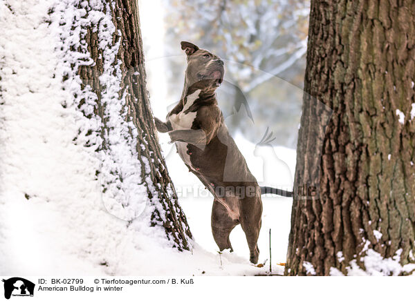 American Bulldog in winter / BK-02799