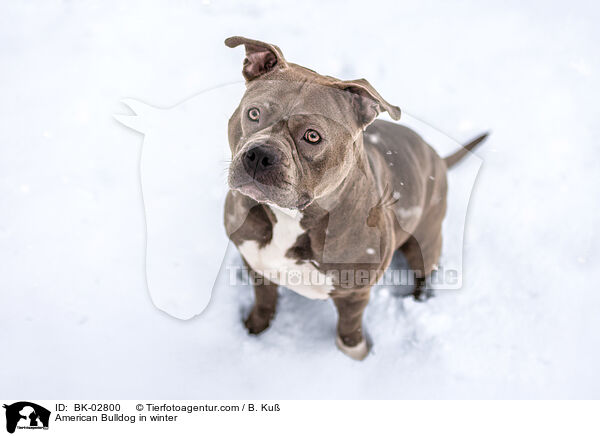 American Bulldog im Winter / American Bulldog in winter / BK-02800