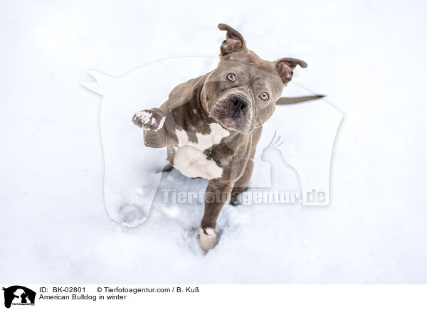 American Bulldog im Winter / American Bulldog in winter / BK-02801