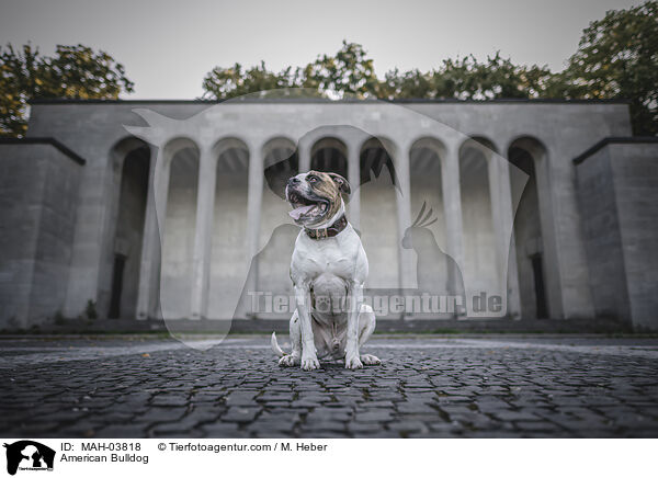 American Bulldog / American Bulldog / MAH-03818