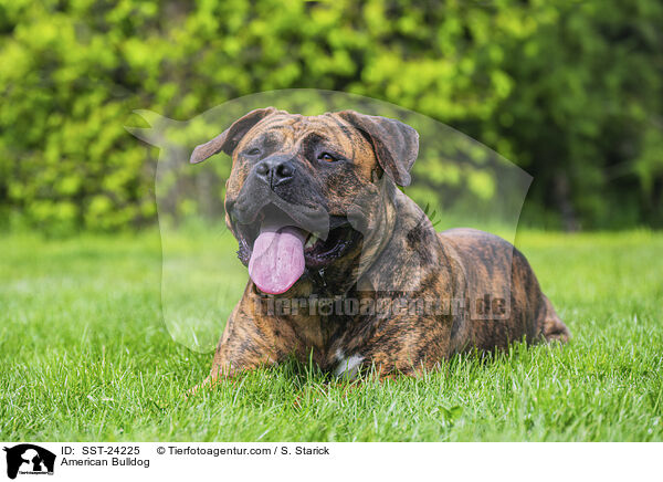 American Bulldog / SST-24225