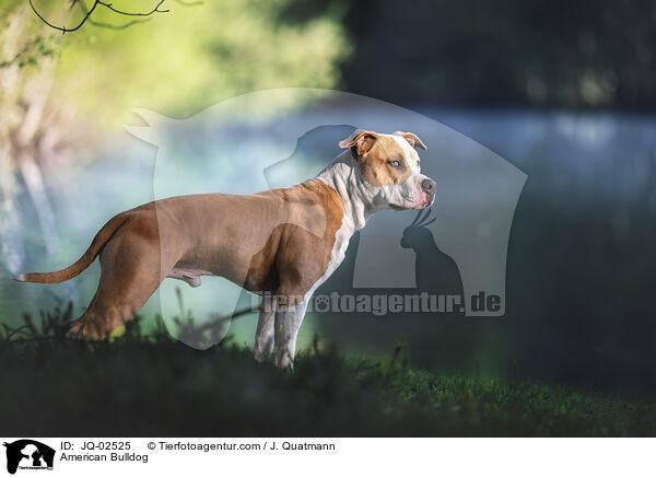 American Bulldog / JQ-02525