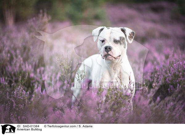 American Bulldog / American Bulldog / SAD-01384