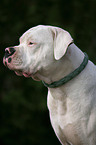 American Bulldog Portrait