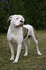 standing American Bulldog