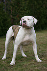 standing American Bulldog