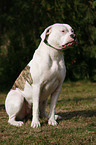 sitting American Bulldog