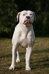 standing American Bulldog