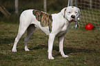 standing American Bulldog