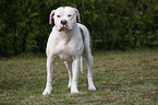 standing American Bulldog