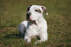 lying American Bulldog