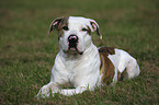 lying American Bulldog