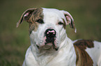 American Bulldog Portrait