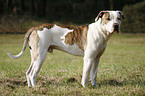 standing American Bulldog