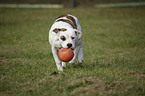 playing American Bulldog