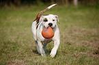 running American Bulldog