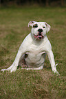 sitting American Bulldog