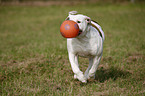 running American Bulldog