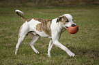 running American Bulldog