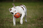 playing American Bulldog