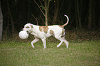 running American Bulldog