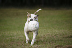 playing American Bulldog