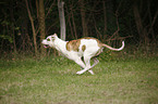 running American Bulldog