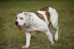 American Bulldog