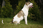 sitting American Bulldog