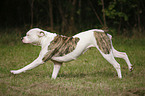 running American Bulldog