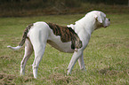 standing American Bulldog