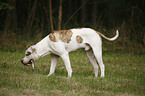 standing American Bulldog