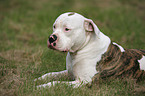 lying American Bulldog