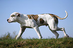 American Bulldog