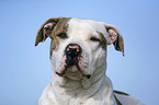 American Bulldog Portrait