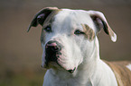 American Bulldog Portrait