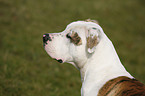 American Bulldog Portrait